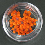 Fiori secchi arancione lp