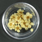 Fiori secchi Beige LP