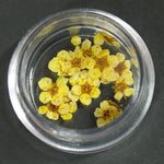 Fiori secchi gialli lp