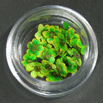 Fiori secchi verde lp