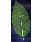 Foglia per nail art verde bustina