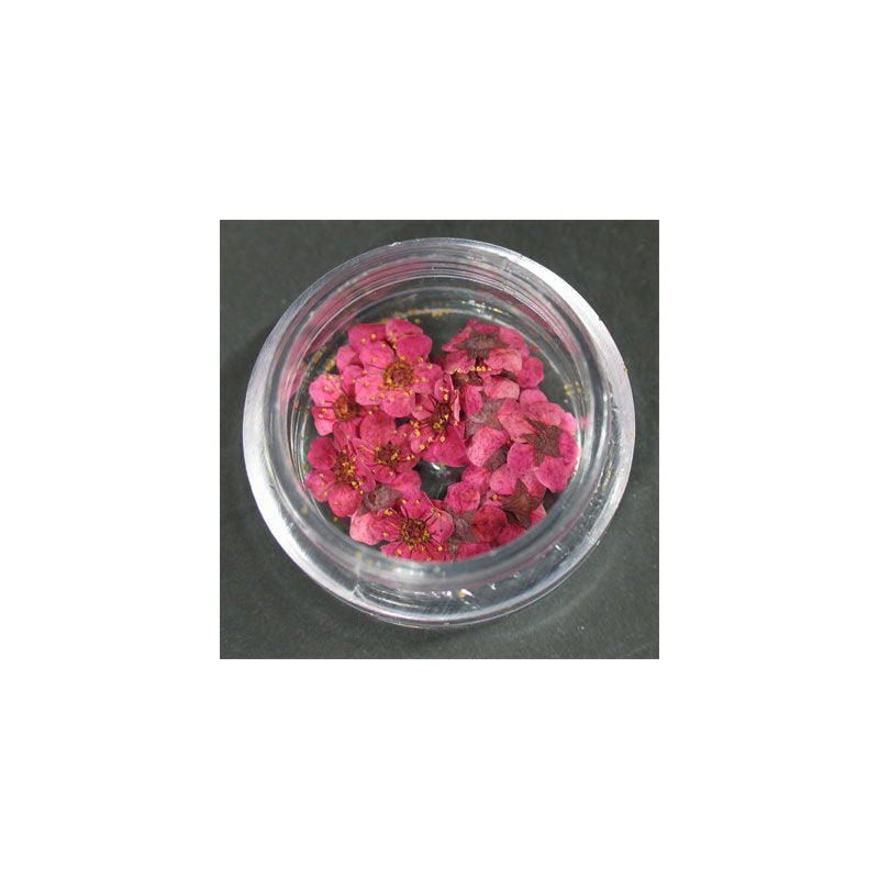 Fiori secchi fucsia lp